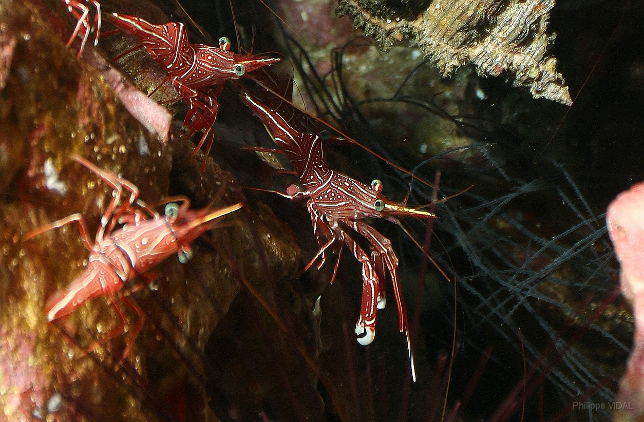 Thailand 2015 - Ko Tao - Crevettes danseuses de Durban - Rhynchocinetes durbanensis _IMG_3612_rc.jpg